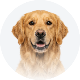 Dog Avatar