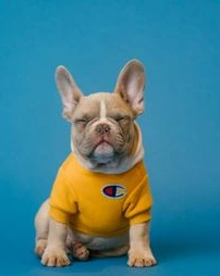 Biscuit, a French Bulldog in a yellow jumper